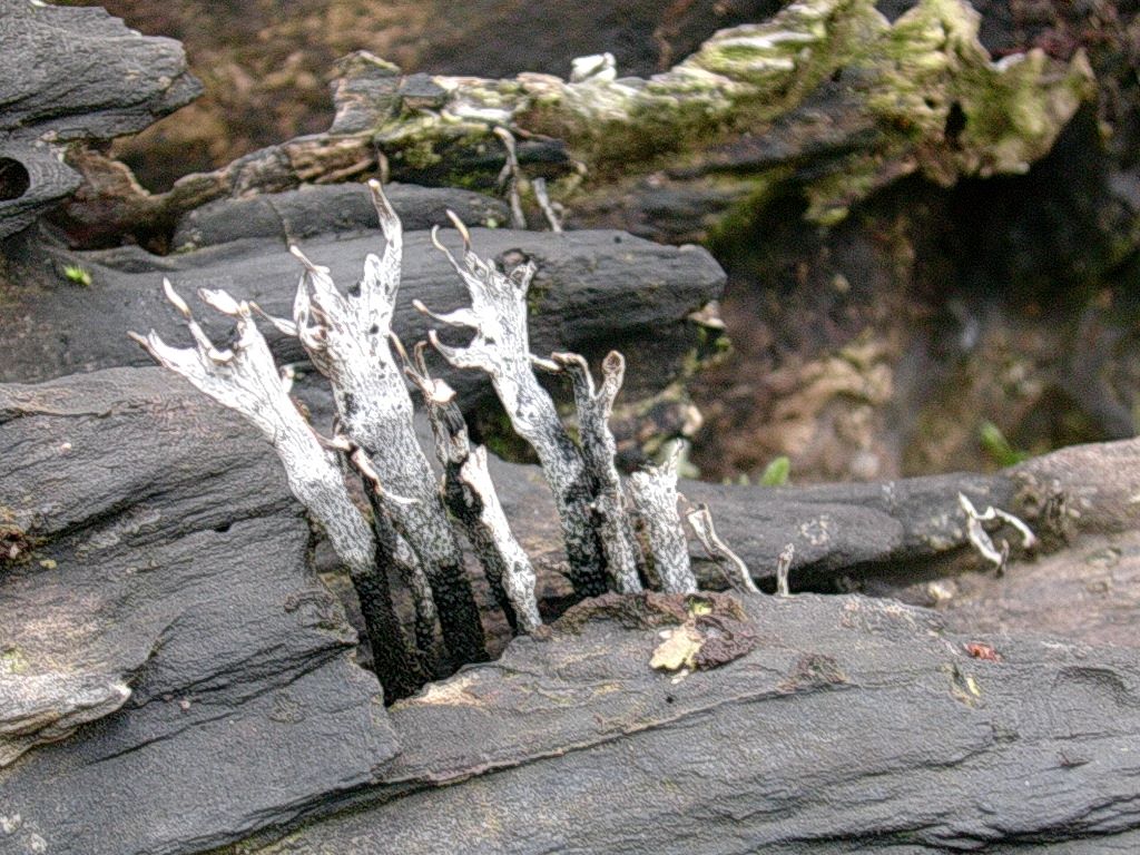 1960 Aprile vecchio ritrovamento