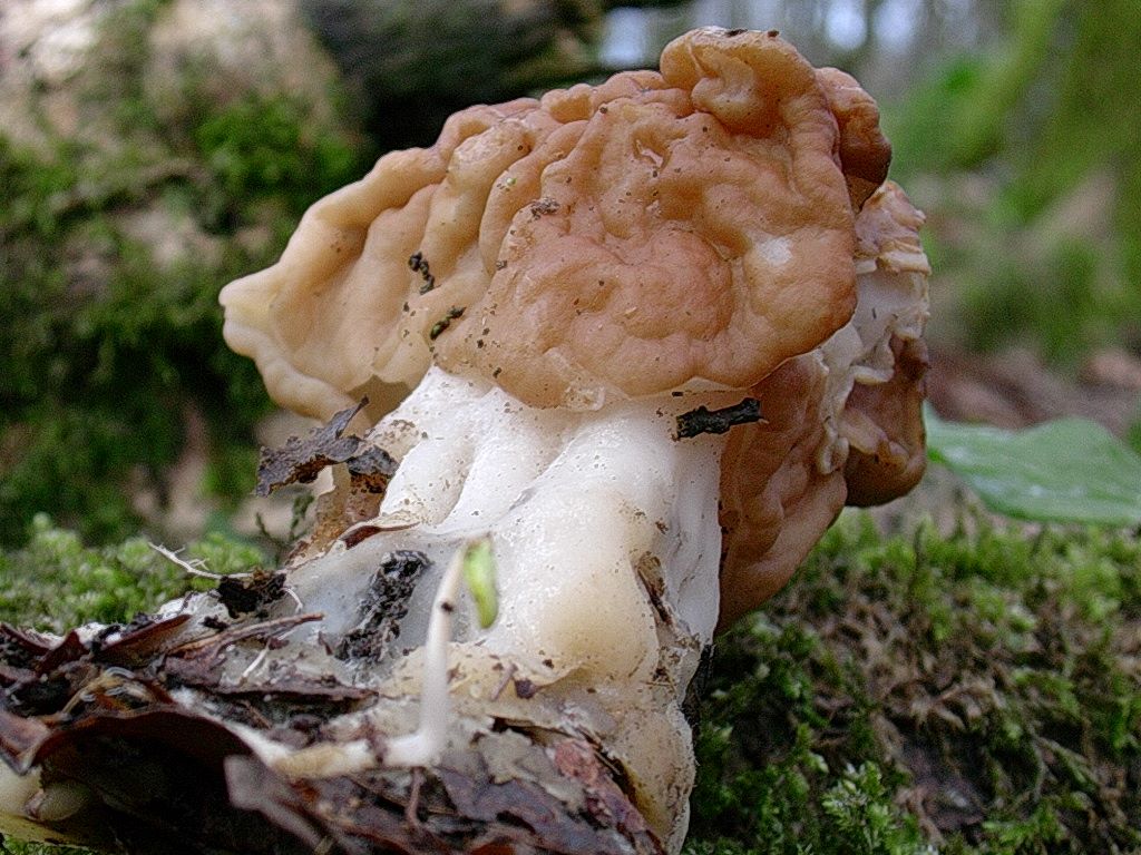 1961 Aprile vecchio ritrovamento