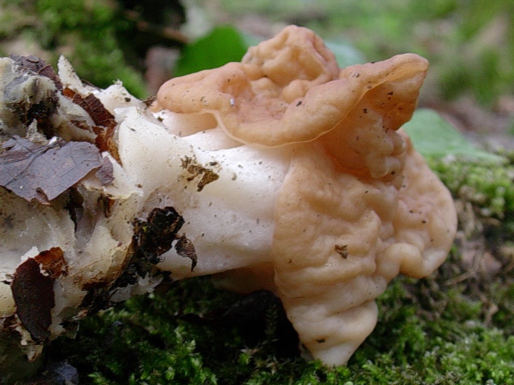 1961 Aprile vecchio ritrovamento