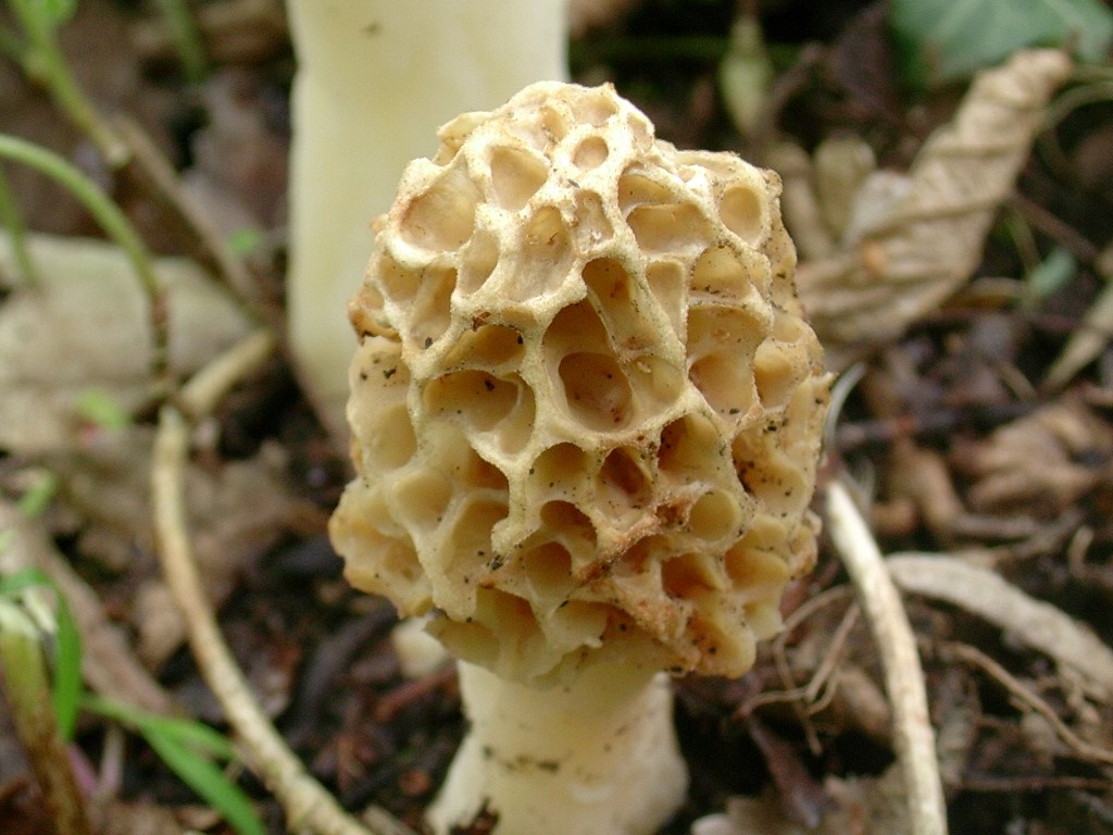 1962 Aprile vecchio ritrovamento