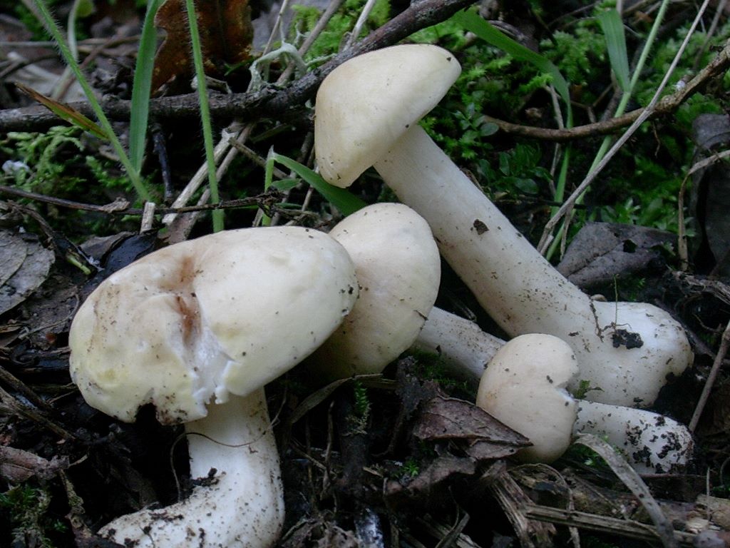 1964 Aprile vecchio ritrovamento