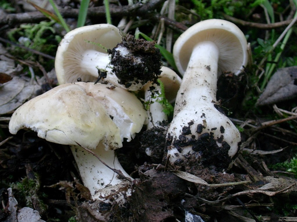 1964 Aprile vecchio ritrovamento