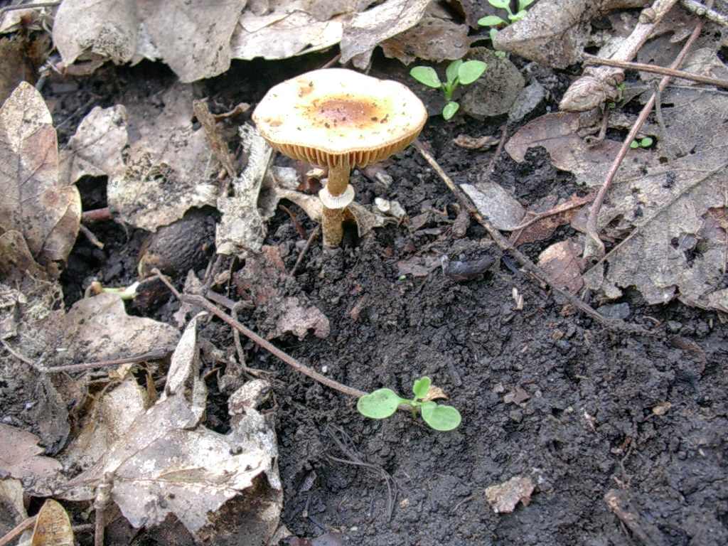 1965 Aprile vecchio ritrovamento