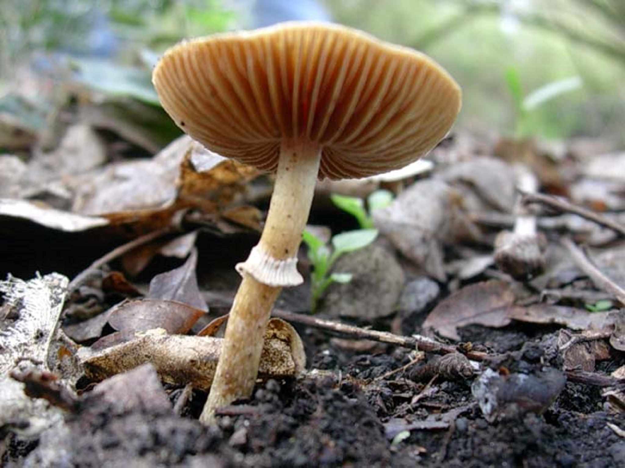 1965 Aprile vecchio ritrovamento