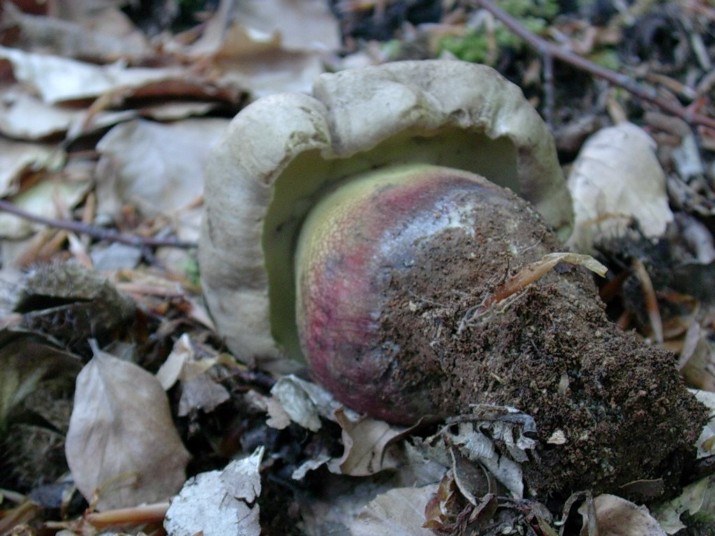 1998 Maggio vecchio ritrovamento