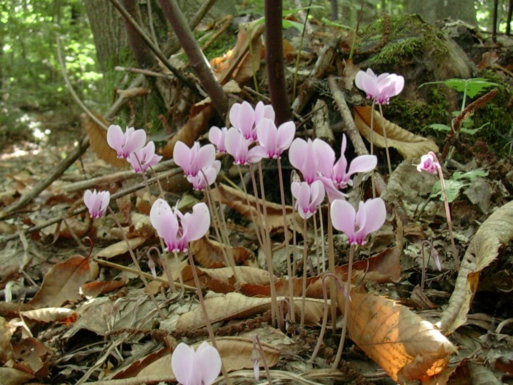 21 Novembre vecchio ritrovamento
