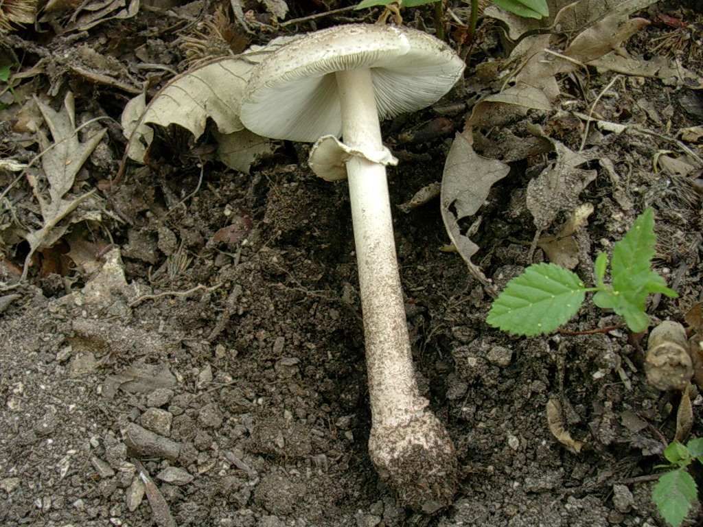 2027 Giugno vecchio ritrovamento