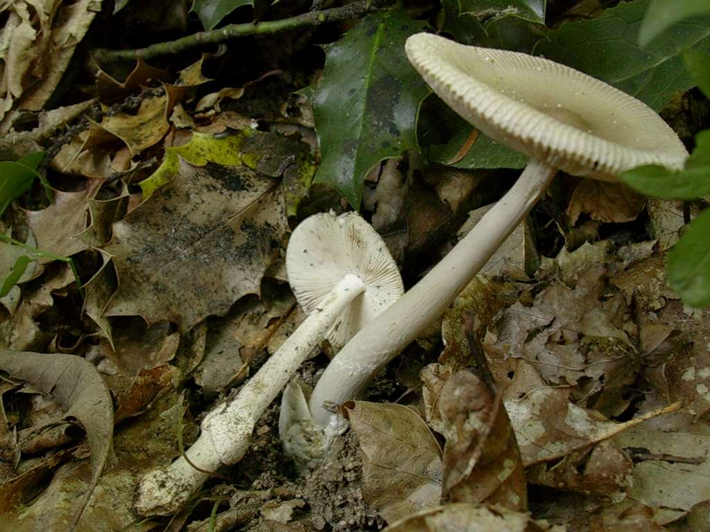 2028 Giugno vecchio ritrovamento