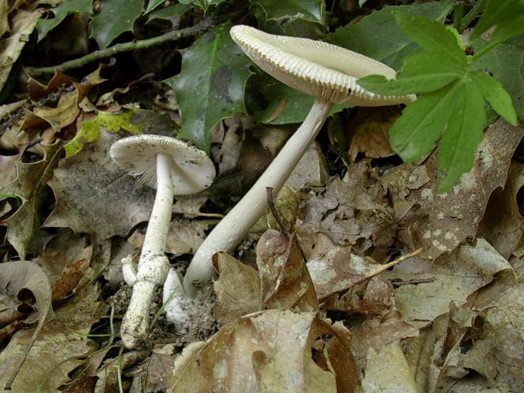 2028 Giugno vecchio ritrovamento