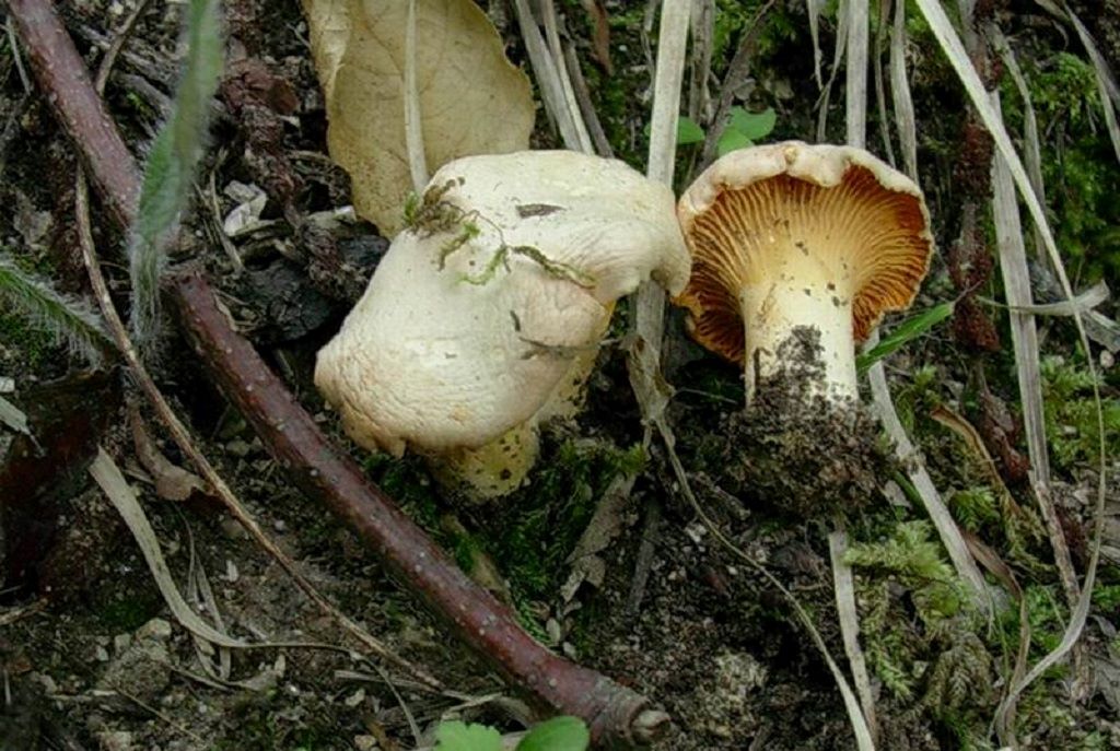 2029 Giugno vecchio ritrovamento