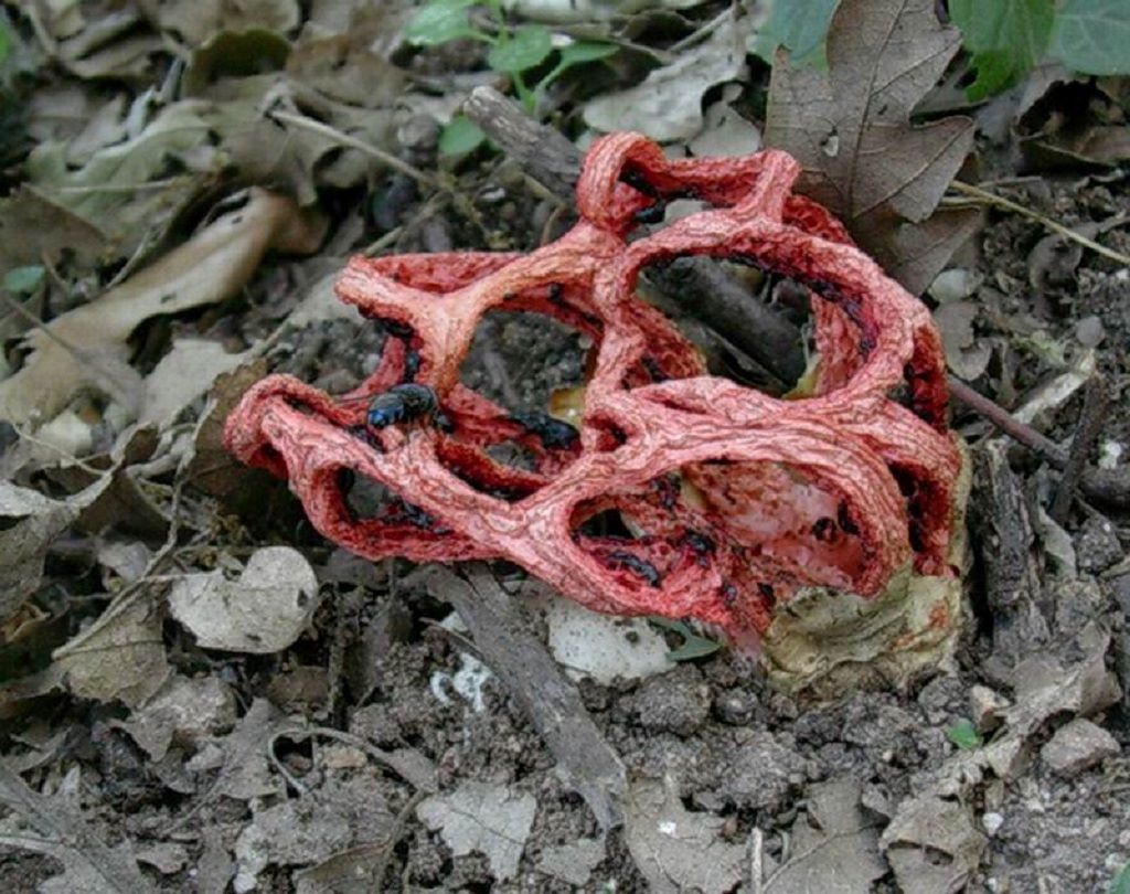 2031 Giugno vecchio ritrovamento