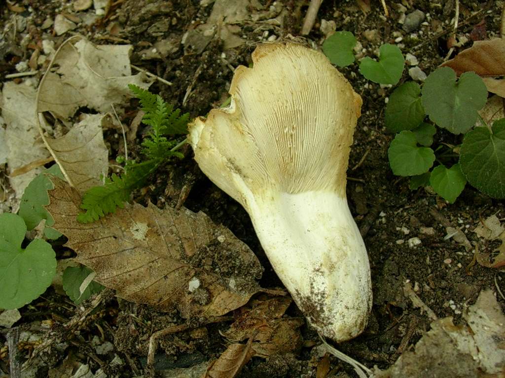2033 Giugno vecchio ritrovamento