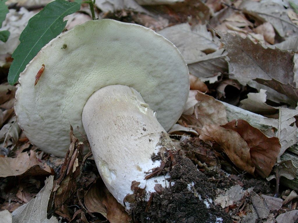 2018 Giugno vecchio ritrovamento