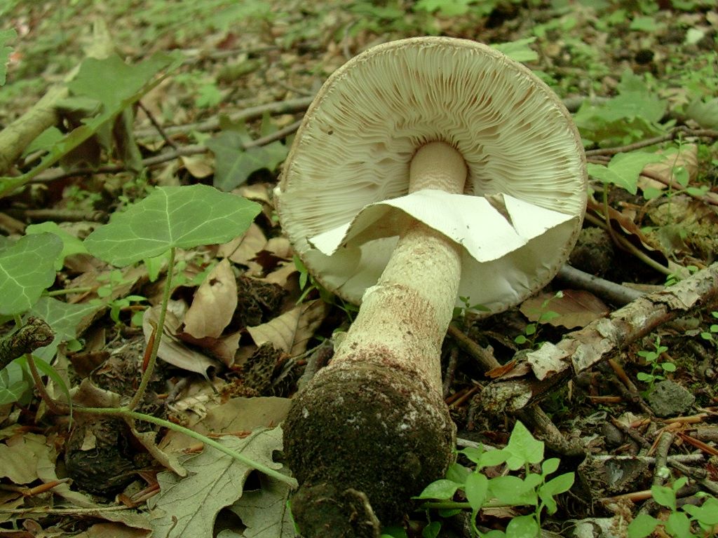 2035 Giugno vecchio ritrovamento