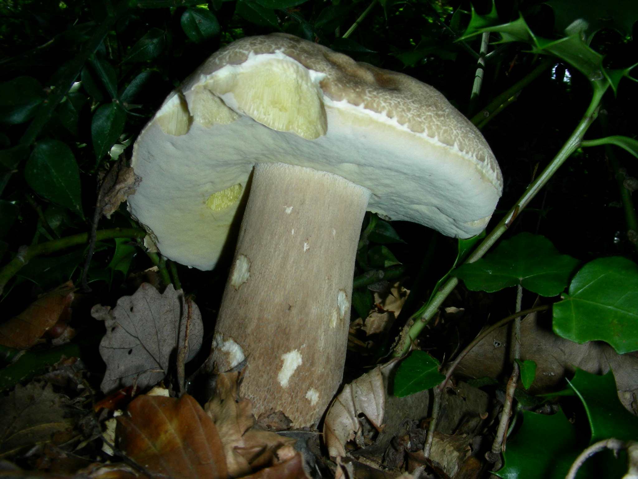 2038 Giugno vecchio ritrovamento