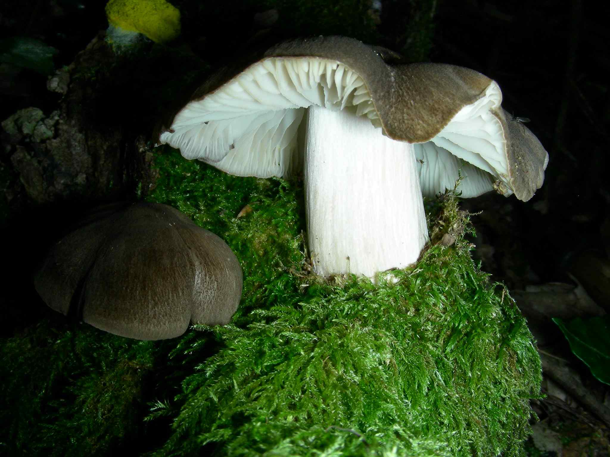 2039 Giugno vecchio ritrovamento