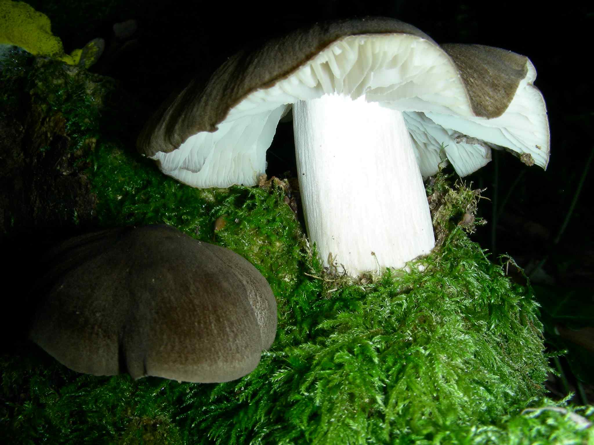 2039 Giugno vecchio ritrovamento