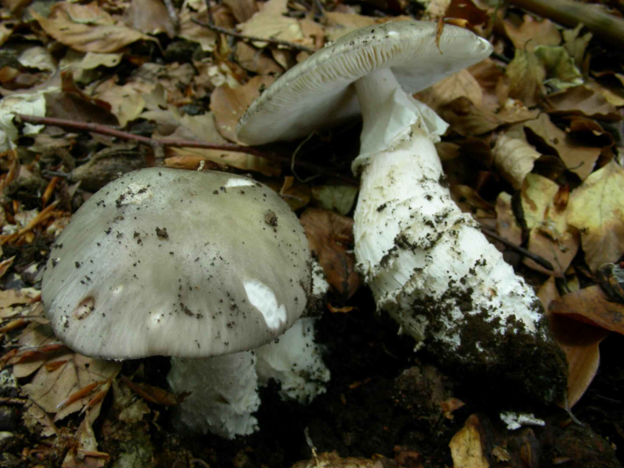 2043 Giugno vecchio ritrovamento