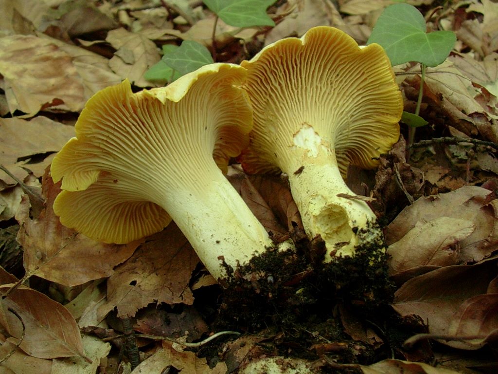 2019 Giugno vecchio ritrovamento