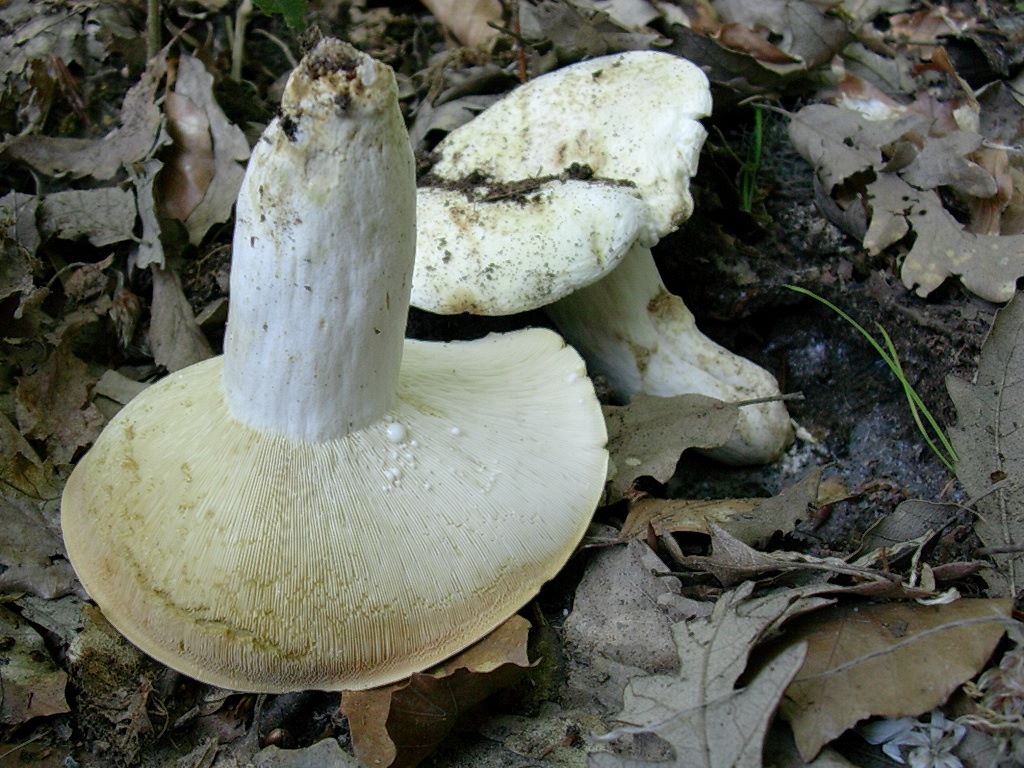 2045 Giugno vecchio ritrovamento