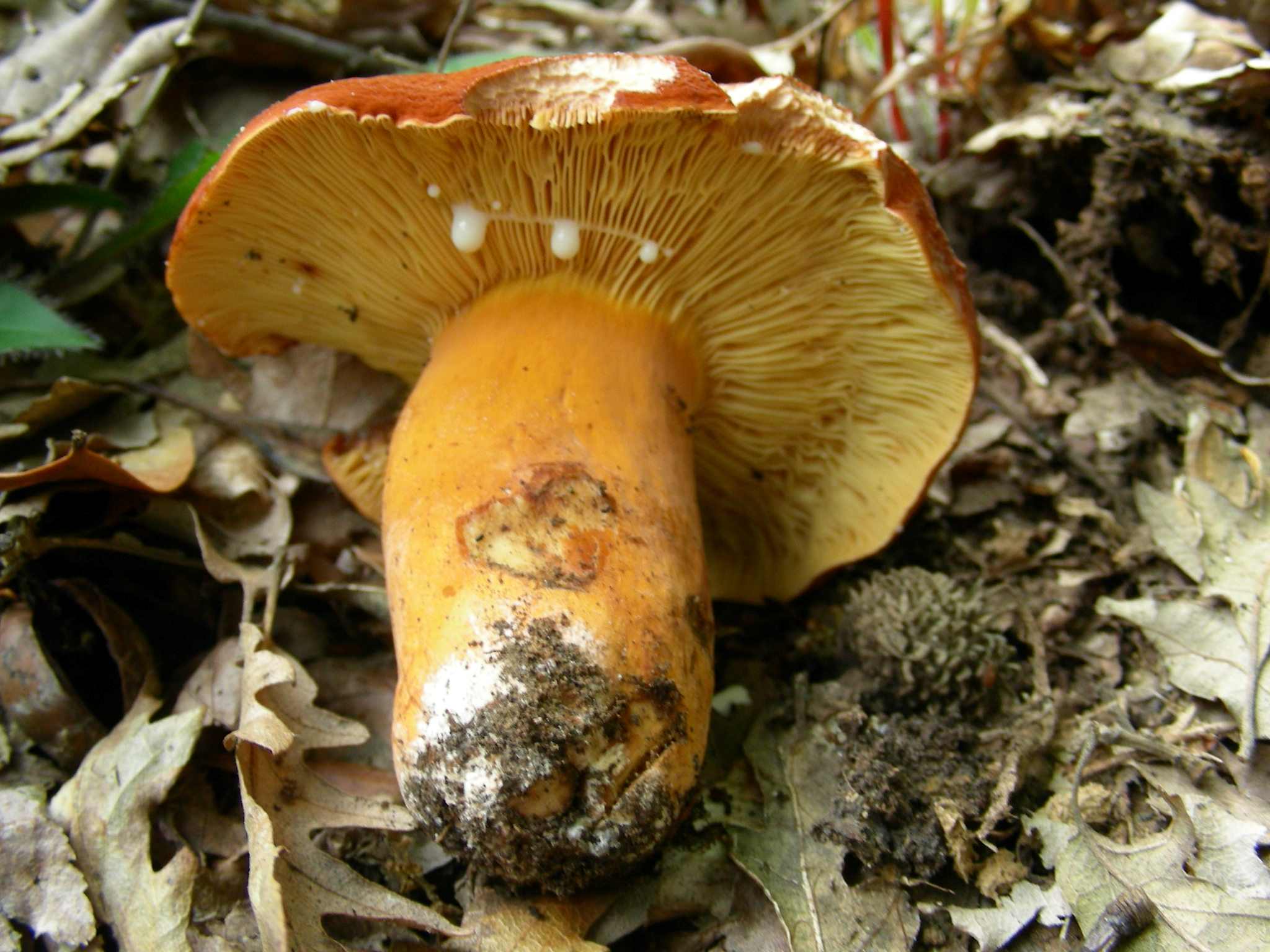 2047 Giugno vecchio ritrovamento