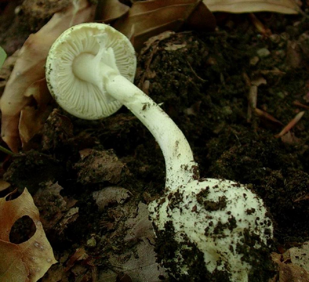 2021 Giugno vecchio ritrovamento