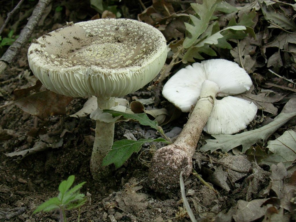 2026 Giugno vecchio ritrovamento