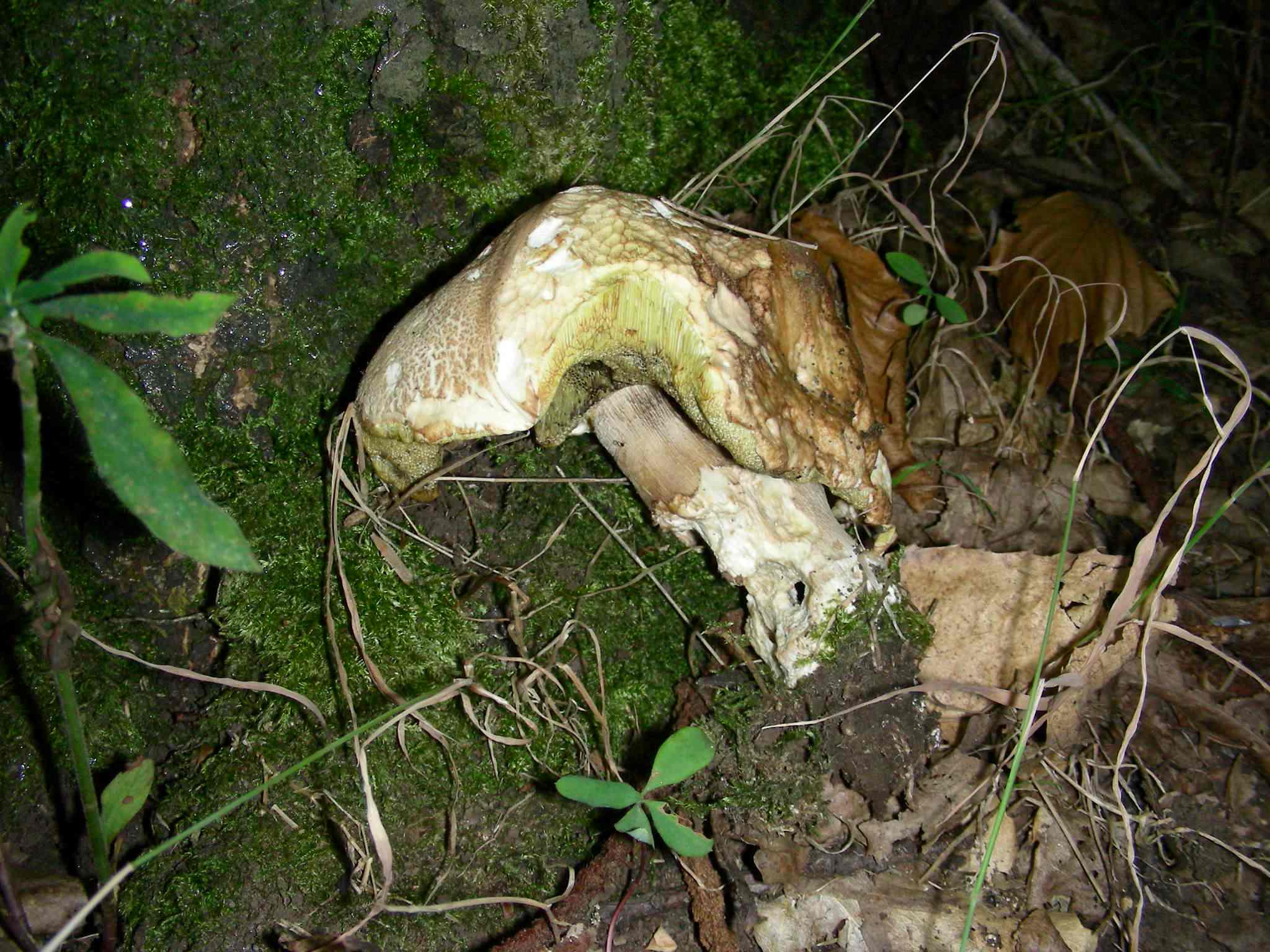 2058 Luglio vecchio ritrovamento