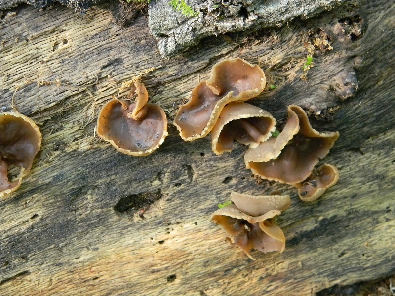 2)fotogr.il 29.04.2011.sotto Cerro