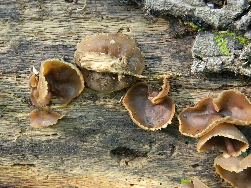 2)fotogr.il 29.04.2011.sotto Cerro