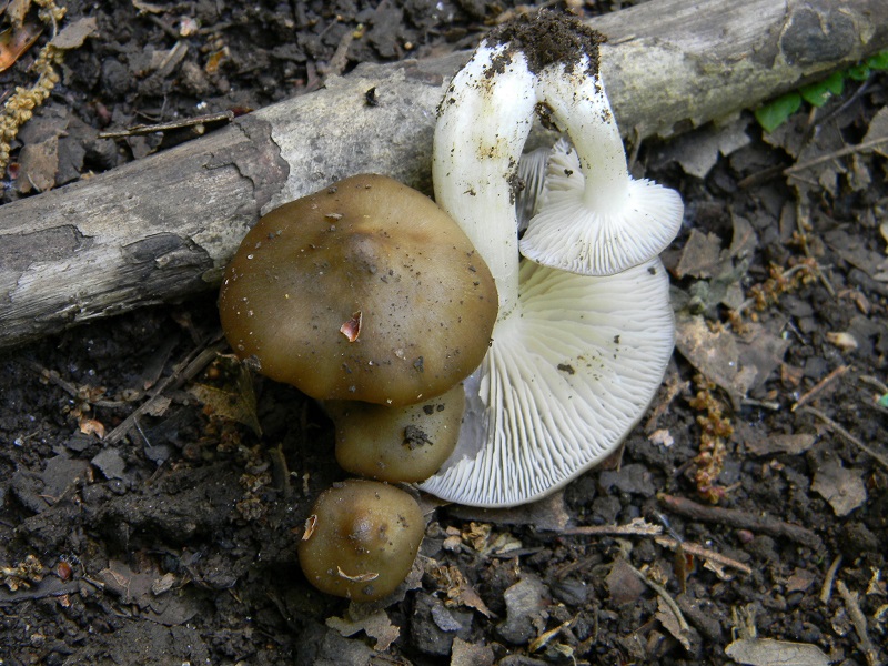 5)Fotogr.il 29.04.2011.sotto Cerro