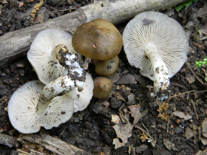 5)Fotogr.il 29.04.2011.sotto Cerro