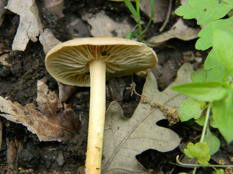 4)Fotogr.il 29.04.2011 sotto Cerro