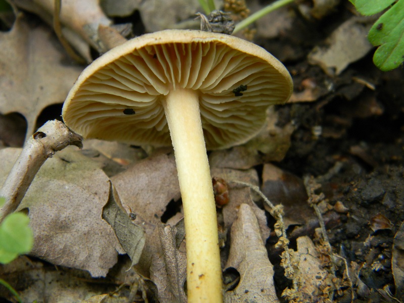 4)Fotogr.il 29.04.2011 sotto Cerro