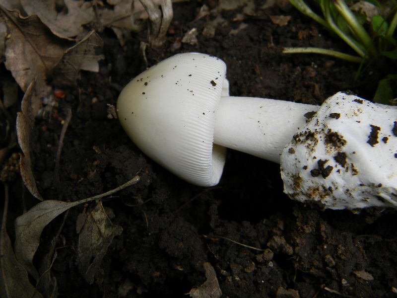 9)Fotogr.il 29.04.2011.sotto Cerro ultimo del 29.04.