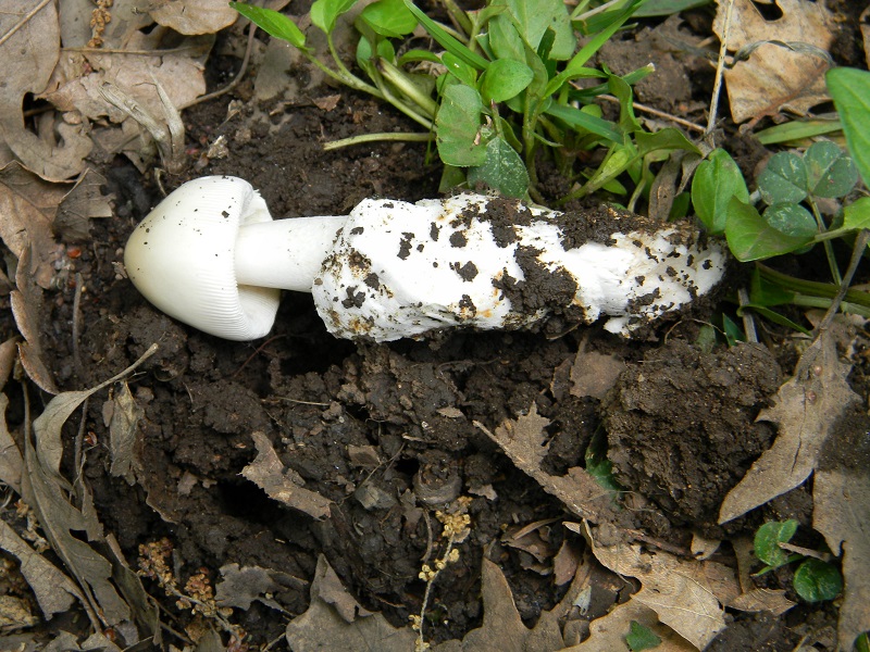 9)Fotogr.il 29.04.2011.sotto Cerro ultimo del 29.04.