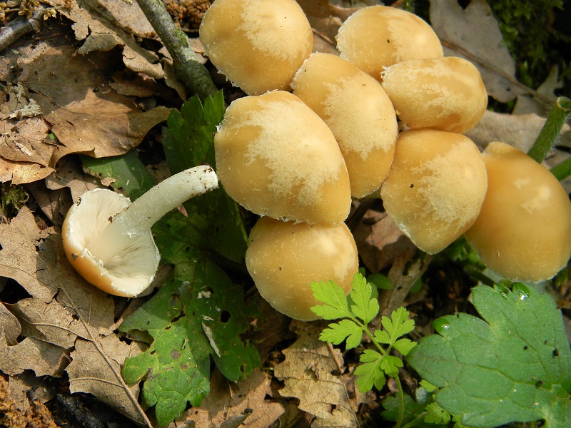 6)Fotogr.il 29.04.2011.sotto Cerro