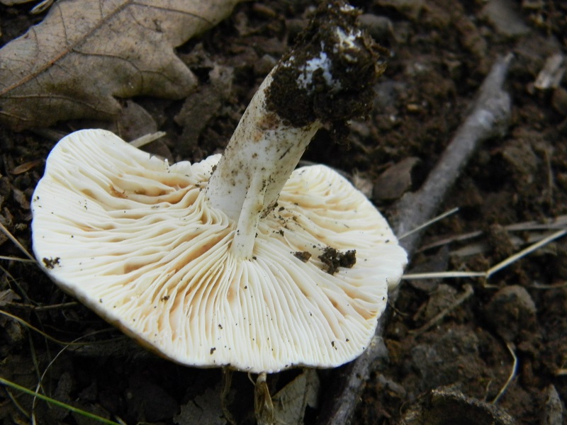 2) Fotogr.il 7.10.2014. sotto Quercia