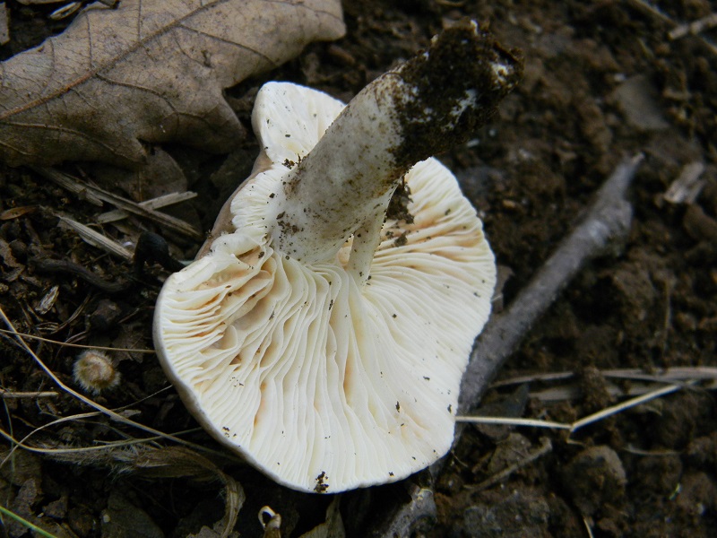 2) Fotogr.il 7.10.2014. sotto Quercia