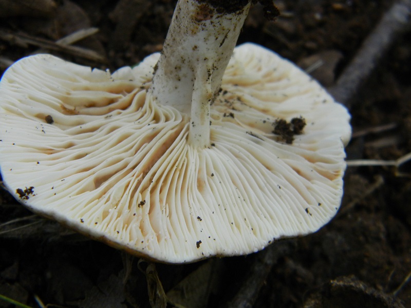 2) Fotogr.il 7.10.2014. sotto Quercia