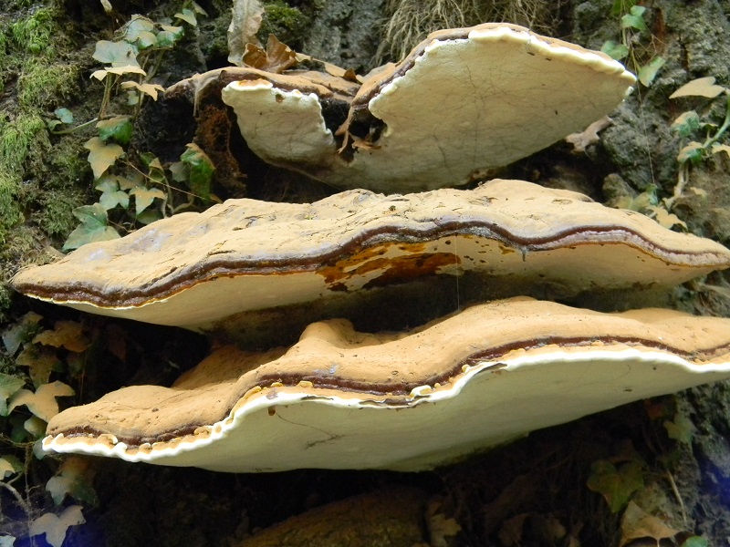 3) Fotogr.il 7.10.2014.sotto Quercia legnicolo