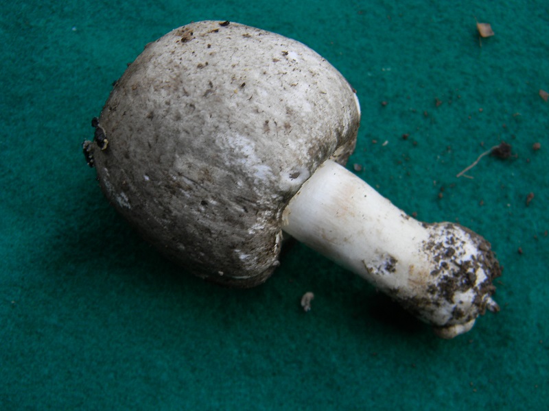 9) Fotogr.il 7.10.2014.sotto Quercia