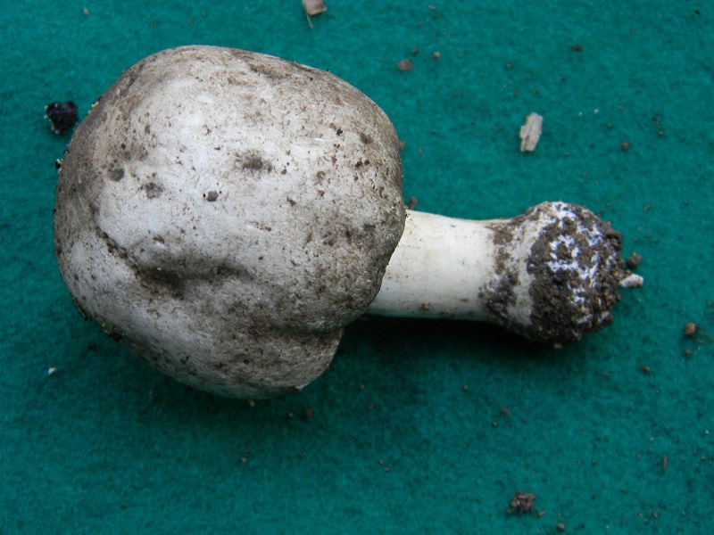 9) Fotogr.il 7.10.2014.sotto Quercia