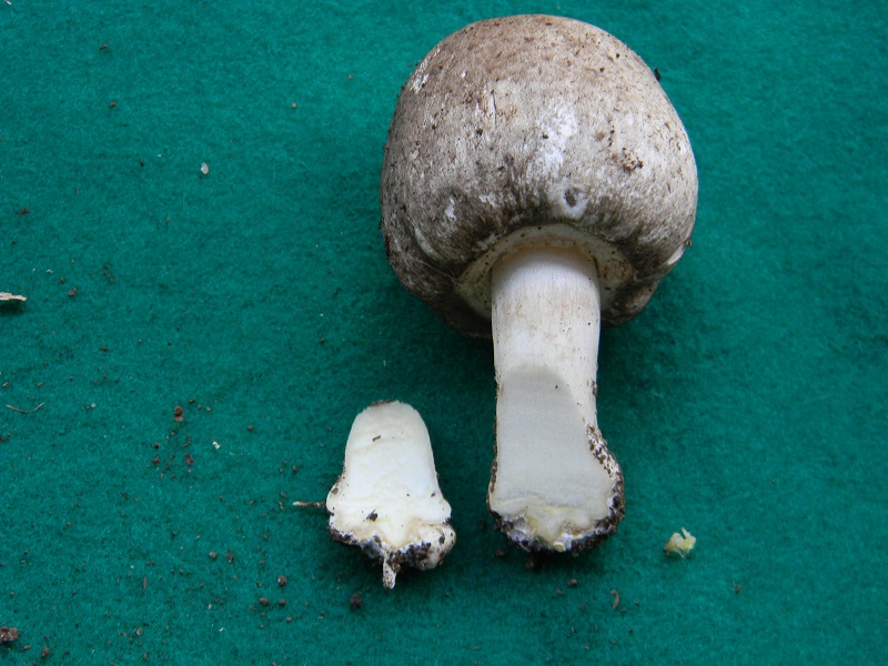 9) Fotogr.il 7.10.2014.sotto Quercia