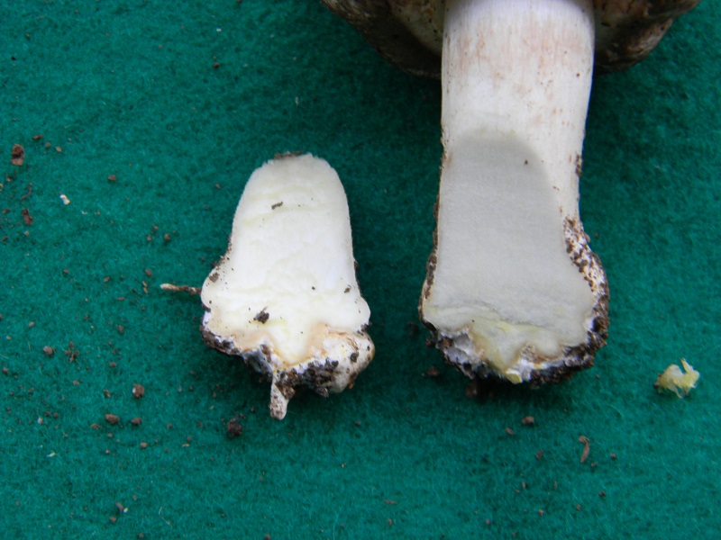 9) Fotogr.il 7.10.2014.sotto Quercia