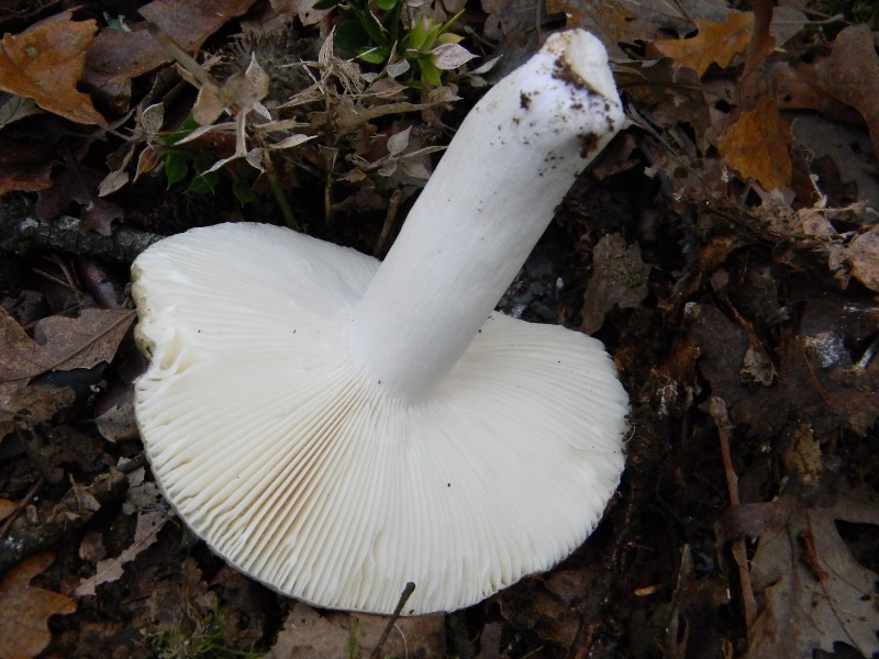 3) Fotogr. il 23.11.2012. sotto Quercia