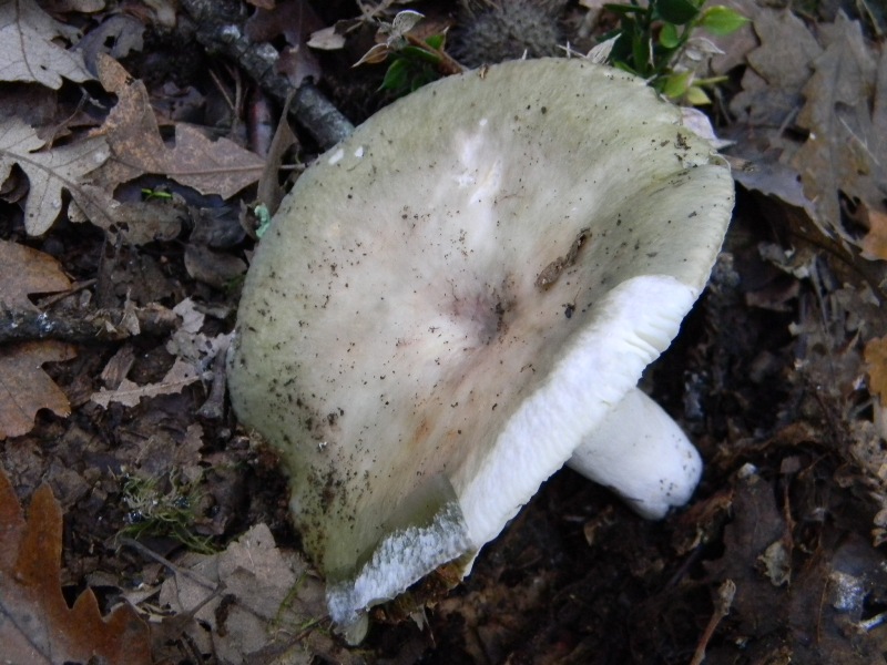 3) Fotogr. il 23.11.2012. sotto Quercia