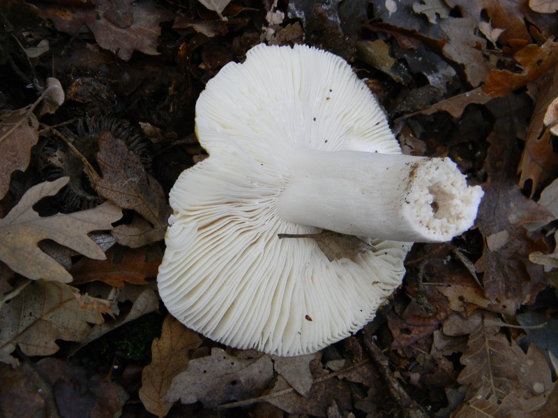 4) Fotogr. il 23.11.2012. sotto Quercia