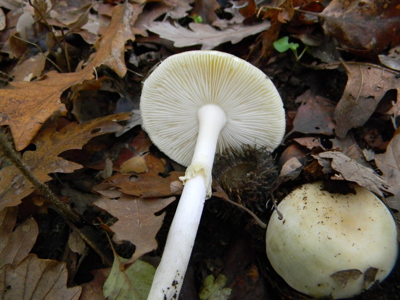 5) Fotogr. il 23.11.2012. sotto Quercia