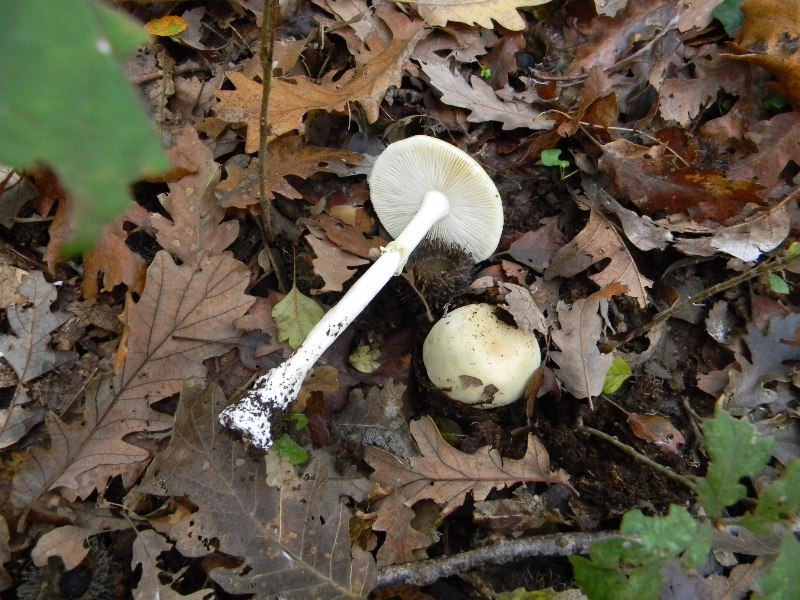 5) Fotogr. il 23.11.2012. sotto Quercia